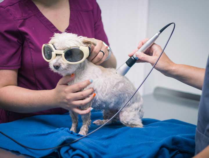Laser Therapy for Pets