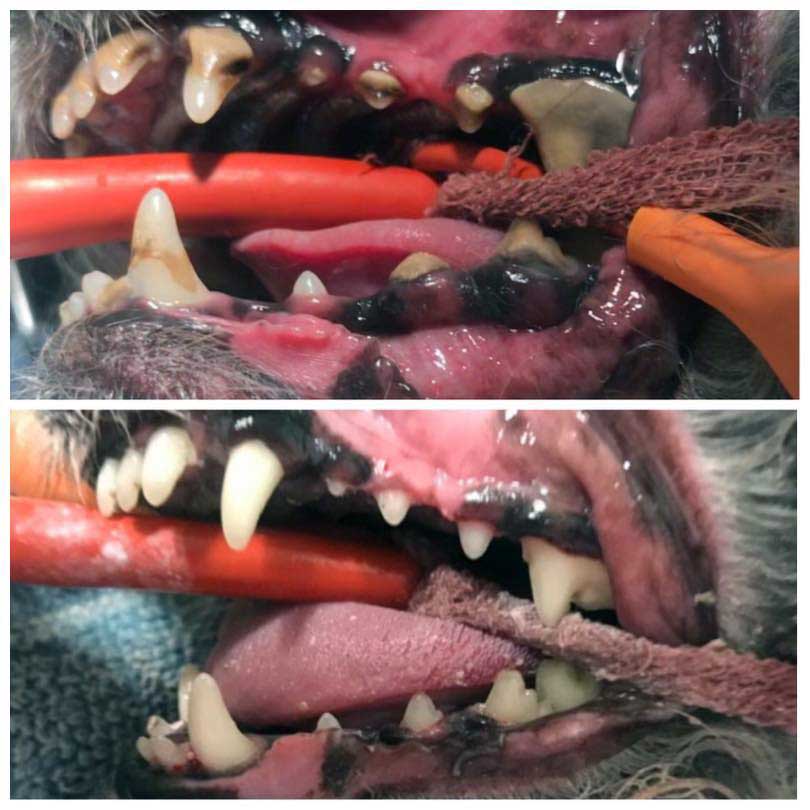 Dental before and after