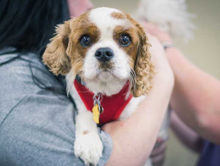 Preventive Care for Dogs