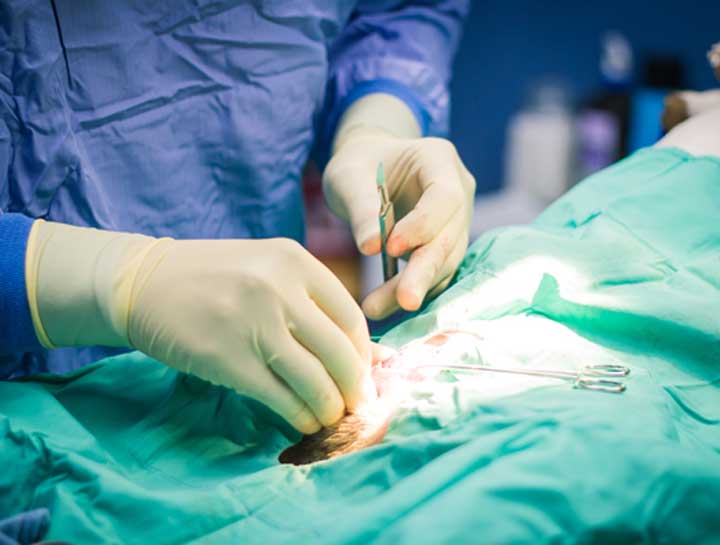 $City Veterinary Surgeries